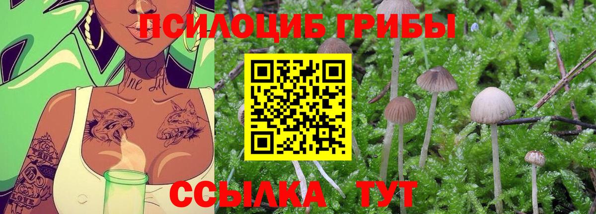 Галлюциногенные грибы Psilocybe Кинель